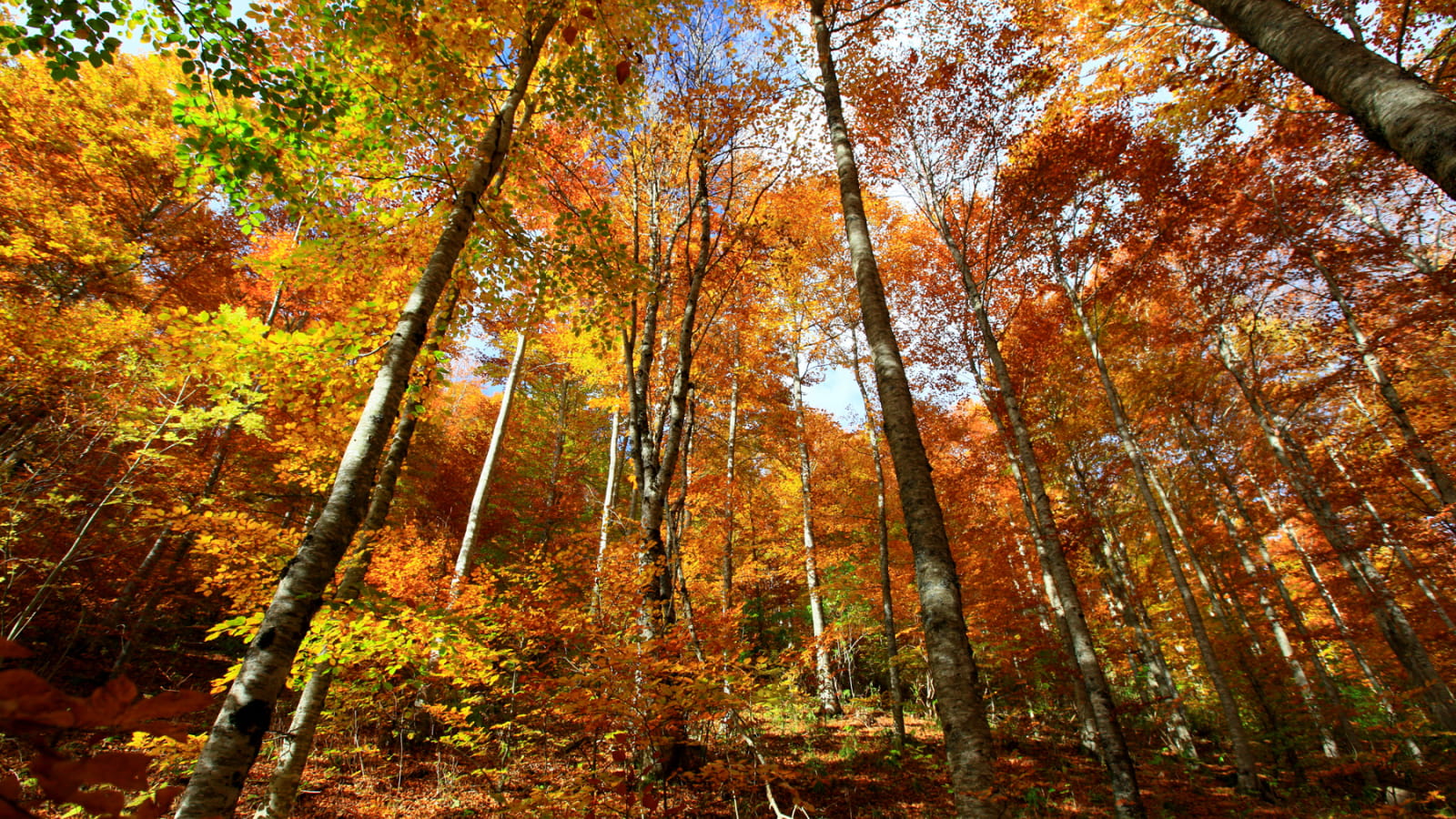forêt arbres automne
