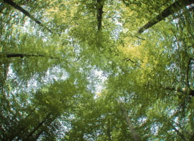 La forêt de Tronçais - Allier