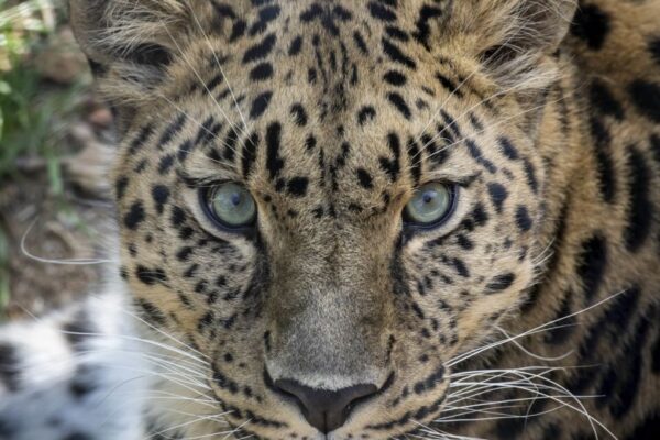 Parc animalier d'Auvergne Parc animalier d'Auvergne