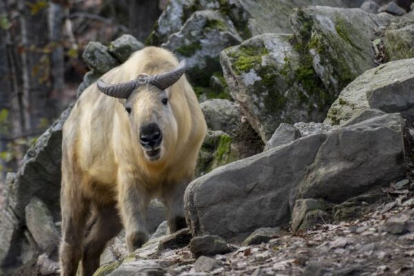 Parc animalier d'Auvergne Parc animalier d'Auvergne