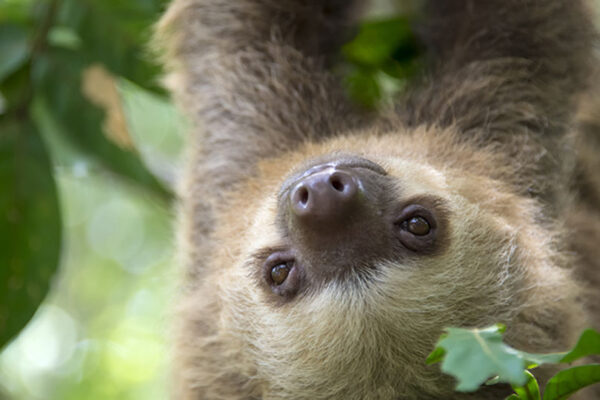 Parc animalier d'Auvergne Parc animalier d'Auvergne