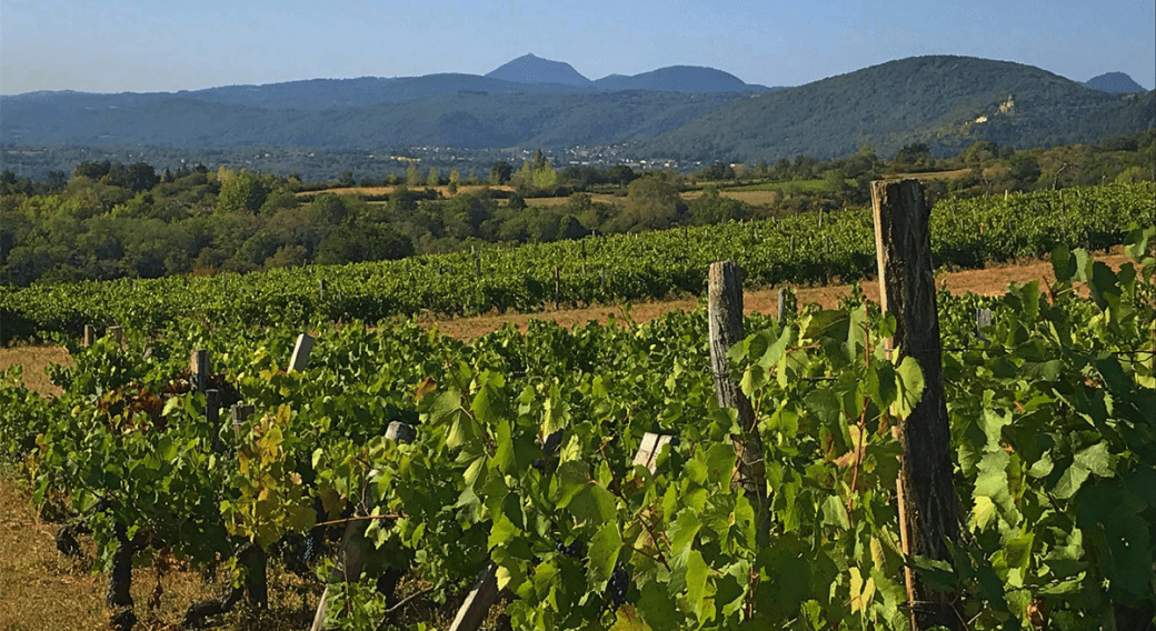 Les Randos gourmandes : à la découverte des vins volcaniques à Châteaugay