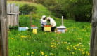Les apiculteurs au travail