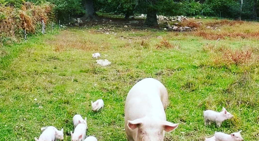 Élevage de porcs en plein air