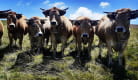 Visite d'un élevage de vaches Aubrac - Ferme des Gardes