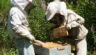 GAEC 'Les abeilles de l'abbaye-Sembadel-2021