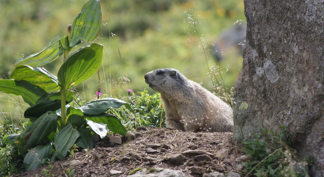 Randonnée accompagnée : Le réveil des marmottes du Puy Mary