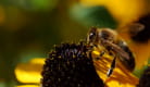 L'abeille butineuse