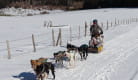 Balade en chiens de traîneau - Enola Sled Dogs