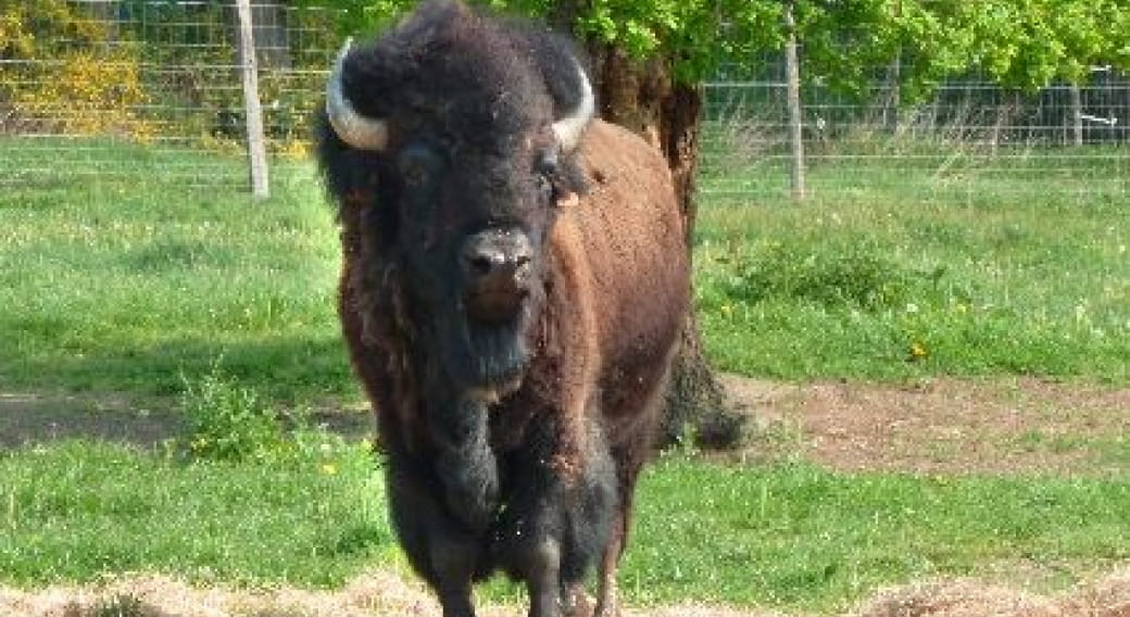 Tatanka Buffalo Bison : Les Bisons du Bourbonnais