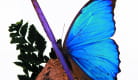 Musée - Exposition de Papillons et autres Insectes du Monde