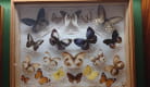 Exposition de Papillons et autres Insectes du Monde