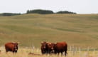Semaine de l'estive - Visite d'un troupeau de vaches salers