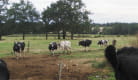 Vaches au pré