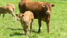 Vache Limousine et son veau