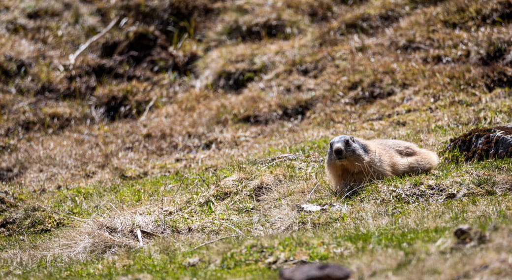 Marmotte au col d'Eylac