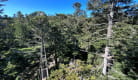 Mont-Dore Aventures - Parcours dans les arbres