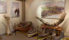 Musée de la Paléontologie Christian Guth