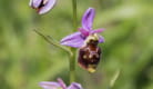Les Orchidées du Puy de Mur à Dallet