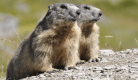 Marmottes et oiseaux