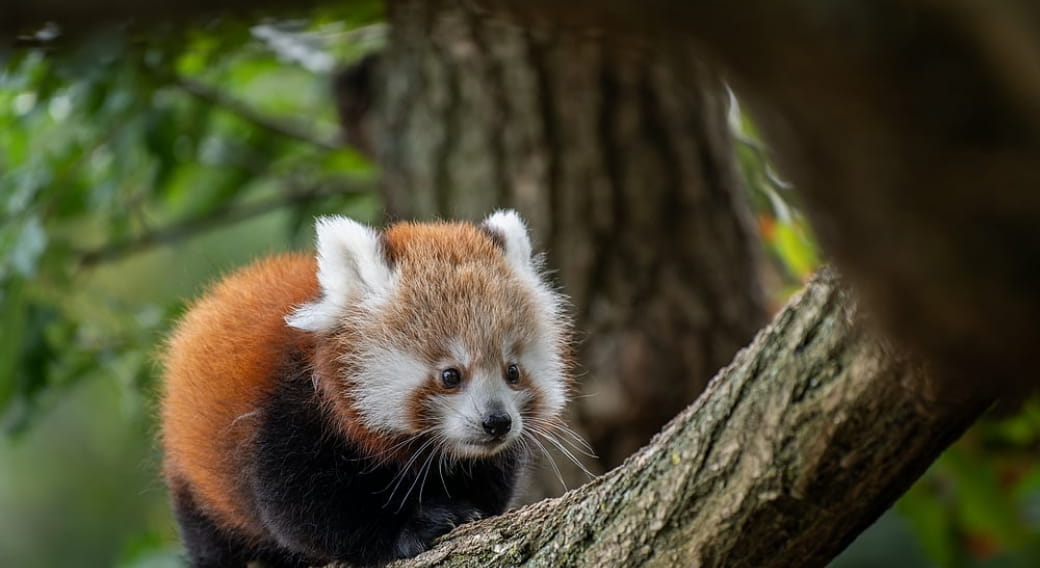 parc animalier d'Auvergne panda roux @Pierrick Boyer