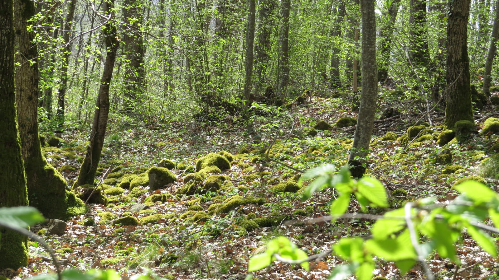Le sentier du pic des Fleurides, aux origines du volcanisme en Auvergne