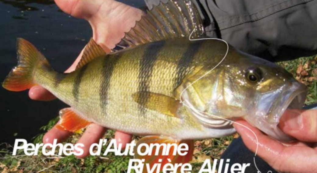 Parcours pêche : perches d'automne sur la rivière Allier