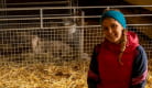 Visite d'un élevage de chèvres angora
