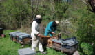 Apiculteurs aux ruches