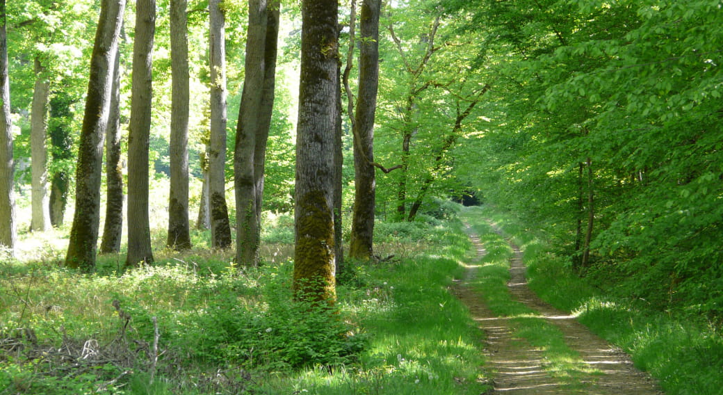 Forêt de Marcenat