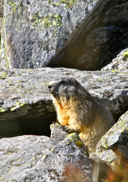 Visite aux marmottes