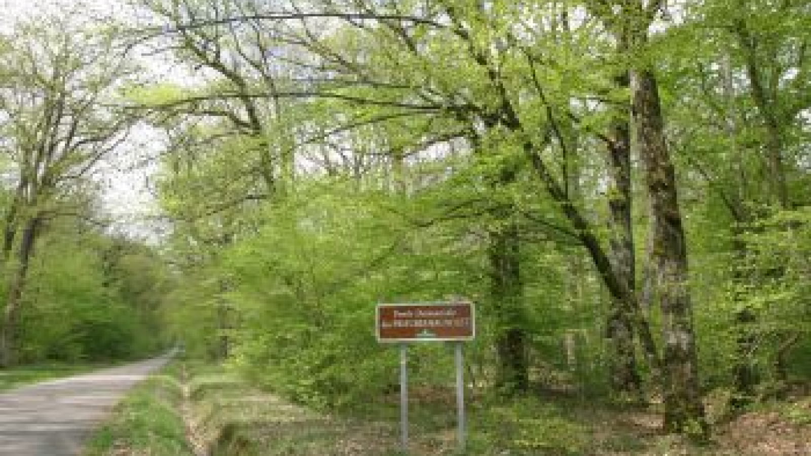 Promenade dans la forêt de Bagnolet