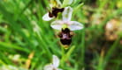 Butte de la Garenne - Les orchidées sauvages