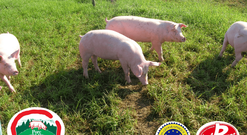 Porc fermier d'Auvergne - Label Rouge / IGP