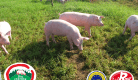 Porc fermier d'Auvergne - Label Rouge / IGP