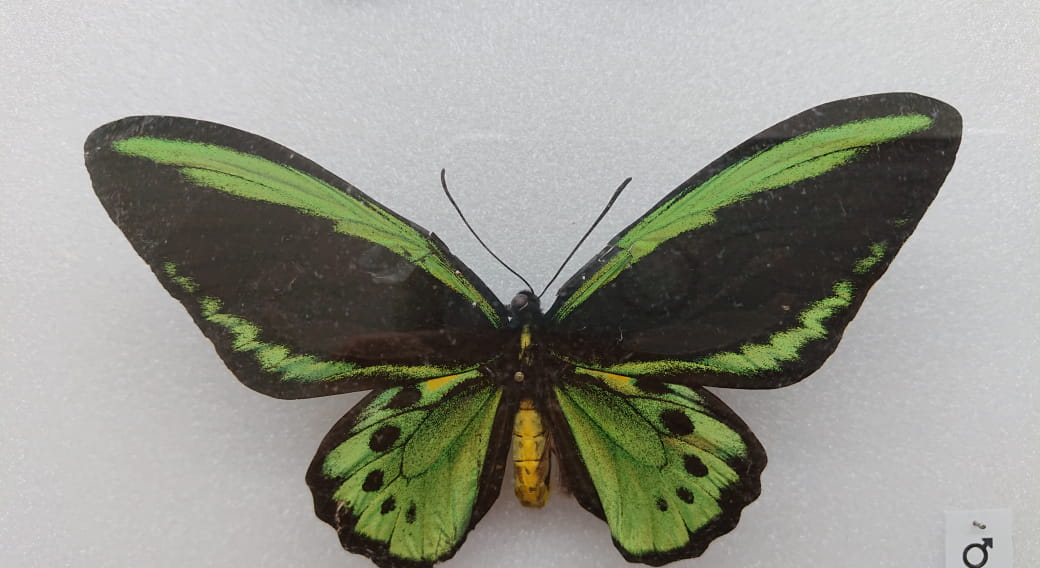 Exposition de Papillons et autres Insectes du Monde